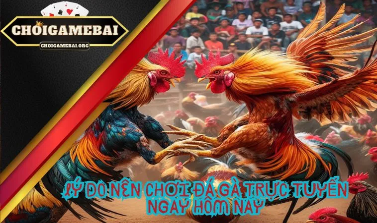 Lý do nên chơi đá gà trực tuyến ngay hôm nay Lý do nên chơi đá gà trực tuyến ngay hôm nay